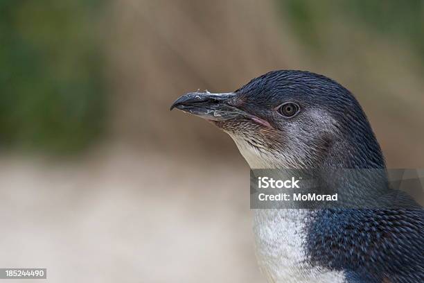 Photo libre de droit de Penguins De Fées banque d'images et plus d'images libres de droit de Manchot pygmée - Manchot pygmée, De petite taille, Manchot