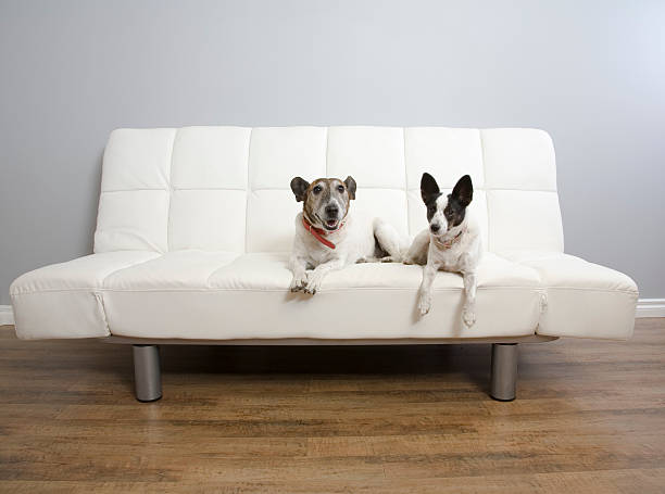 futon for dogs