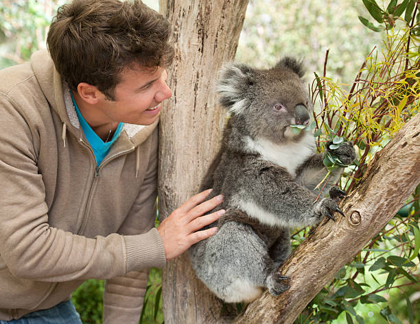 istock Man with Koala in wildlife (XXXL) 185245204