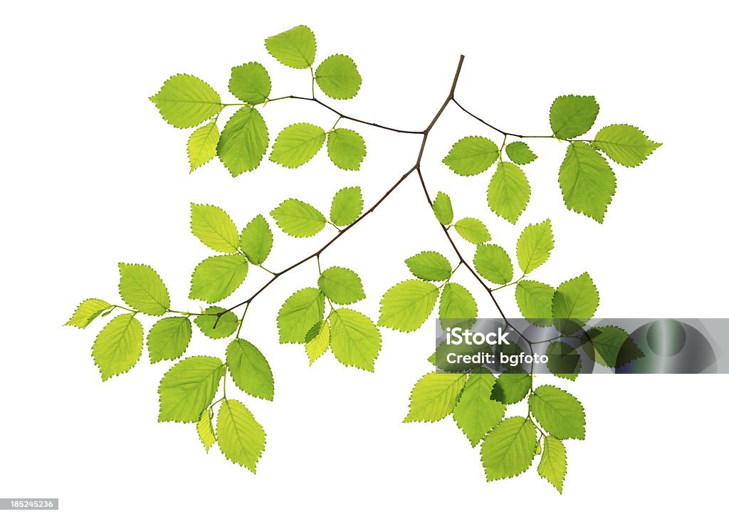 Spring Leaves-XXXL Beech leafs on white background.File Size XXXL Beech Tree Stock Photo