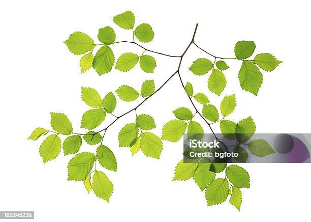 Spring Leavesxxxl Stock Photo - Download Image Now - Beech Tree, Branch - Plant Part, Cut Out