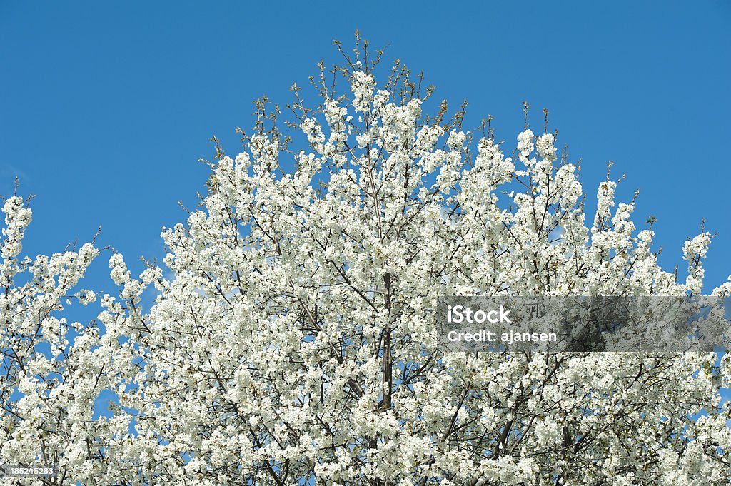 fiori di ciliegio in primavera - Foto stock royalty-free di Albero