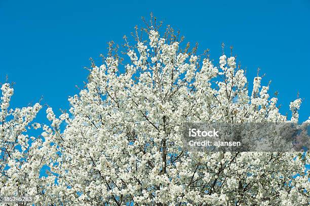 봄 벚꽃 0명에 대한 스톡 사진 및 기타 이미지 - 0명, 계절, 공원