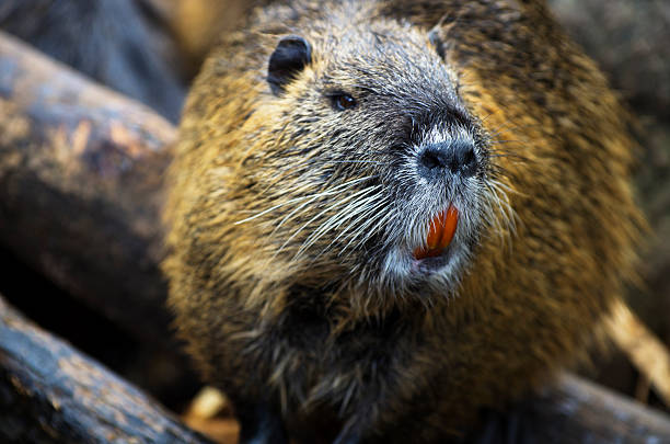 Portrait of a curious european otter.