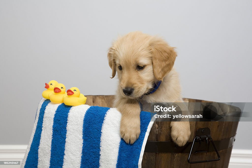 Caucho Ducky en las crías - Foto de stock de Bañera libre de derechos