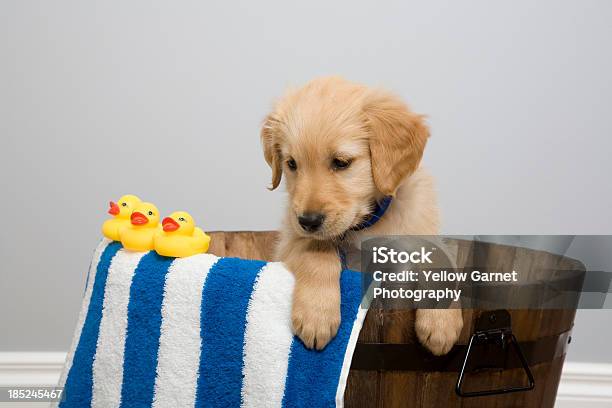 Caucho Ducky En Las Crías Foto de stock y más banco de imágenes de Bañera - Bañera, Cachorro - Perro, Perro