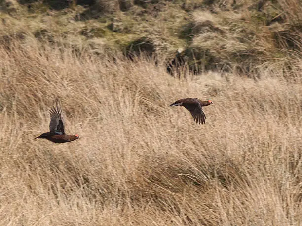 A brace of red grouse in flight