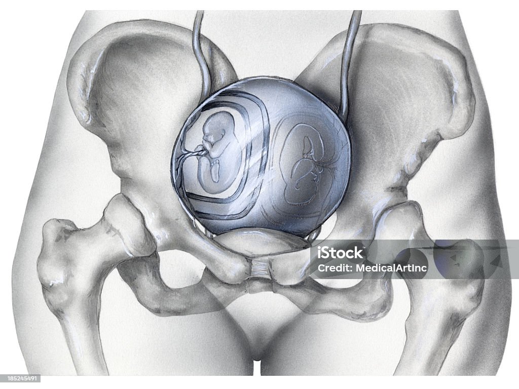 Feto-gemelli nel grembo materno rispetto alle ossa pelvico - Illustrazione stock royalty-free di Feto - Stadio della procreazione umana