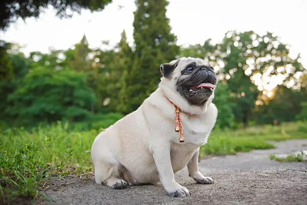 Little fat pug sitting on a grass in summer park