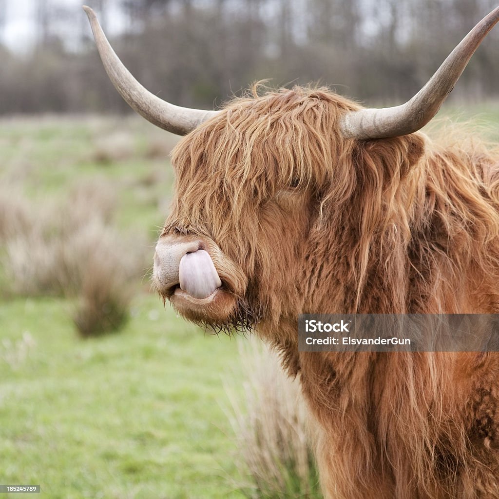 close-up di mucca delle Highland - Foto stock royalty-free di Albero