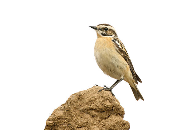 saxicola rubetra (saxicola rubetra) - whinchat - fotografias e filmes do acervo