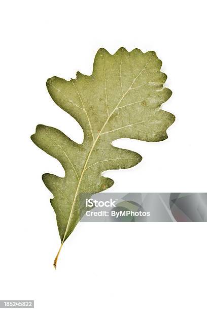Bur Di Quercia Quercus Macrocarpa - Fotografie stock e altre immagini di Lappola - Lappola, Quercia, Albero deciduo