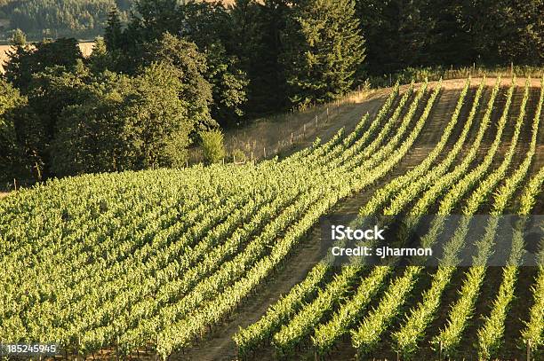 Rows Of Grape Vines In A Vineyard Sunny Weather Stock Photo - Download Image Now - Agricultural Field, Agriculture, Alcohol - Drink