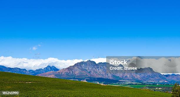 Vineyards In Stallenbosch Stock Photo - Download Image Now - Africa, Agricultural Field, Agriculture
