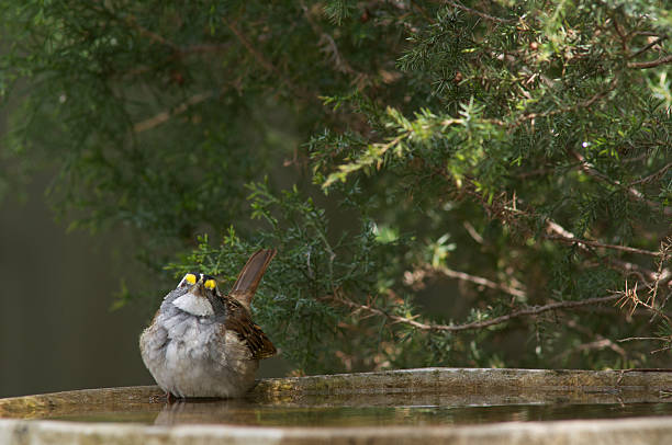 White Throated Sparrow taking a bath stock photo