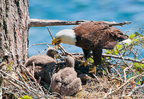 Nutrizione aquile Chicks a nido - foto stock