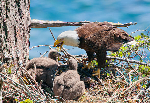 Baby Eagle Stock Photos, Pictures & Royalty-Free Images - iStock