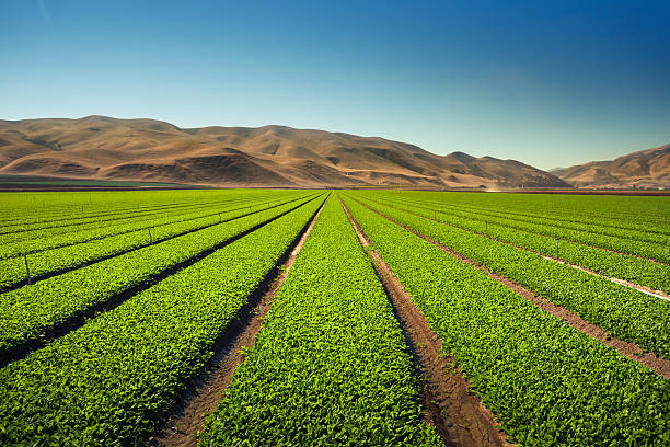 pflanzen wachsen auf fruchtbaren landwirtschaftlichen nutzflächen - salinas stock-fotos und bilder