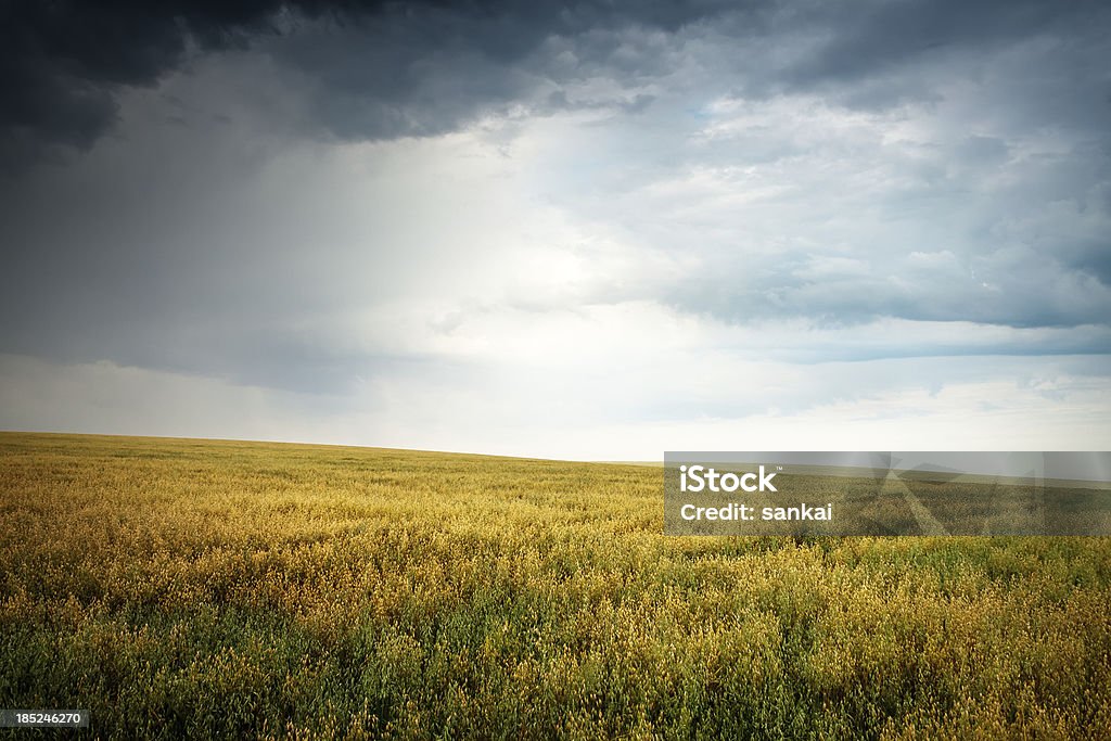 Champ d'avoine avant la tempête - Photo de Agriculture libre de droits