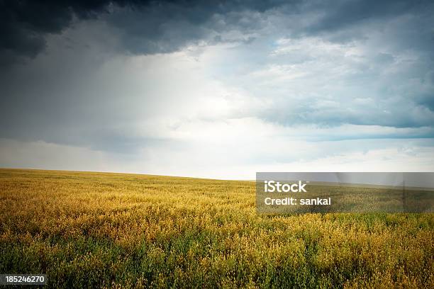 Field Of Хлопьев Перед Бурей — стоковые фотографии и другие картинки Без людей - Без людей, Буря, Восход солнца