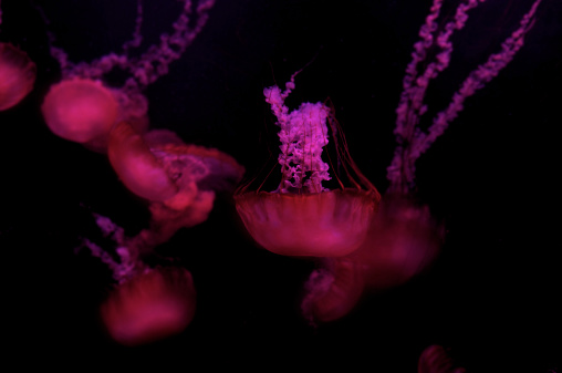 A group of elegant glowing  jellyfish swimming in the dark