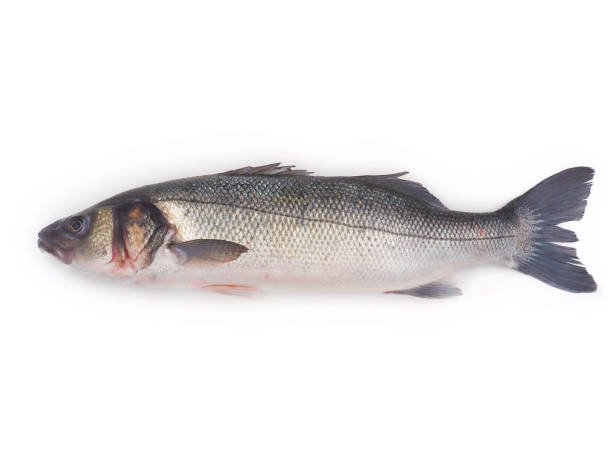 istock Sea bass fish on white background 1852462978