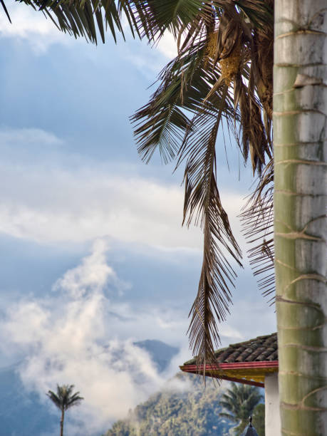 un tronco di palma nel salento con le nuvole che scompaiono sullo sfondo dopo un acquazzone. - disappearing nature vertical florida foto e immagini stock