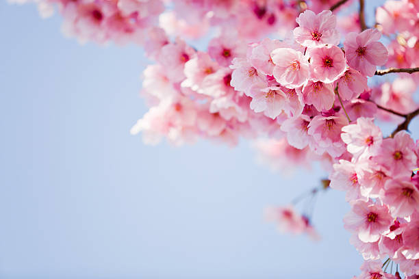 rosa cerezos en flor - flor de cerezo fotografías e imágenes de stock