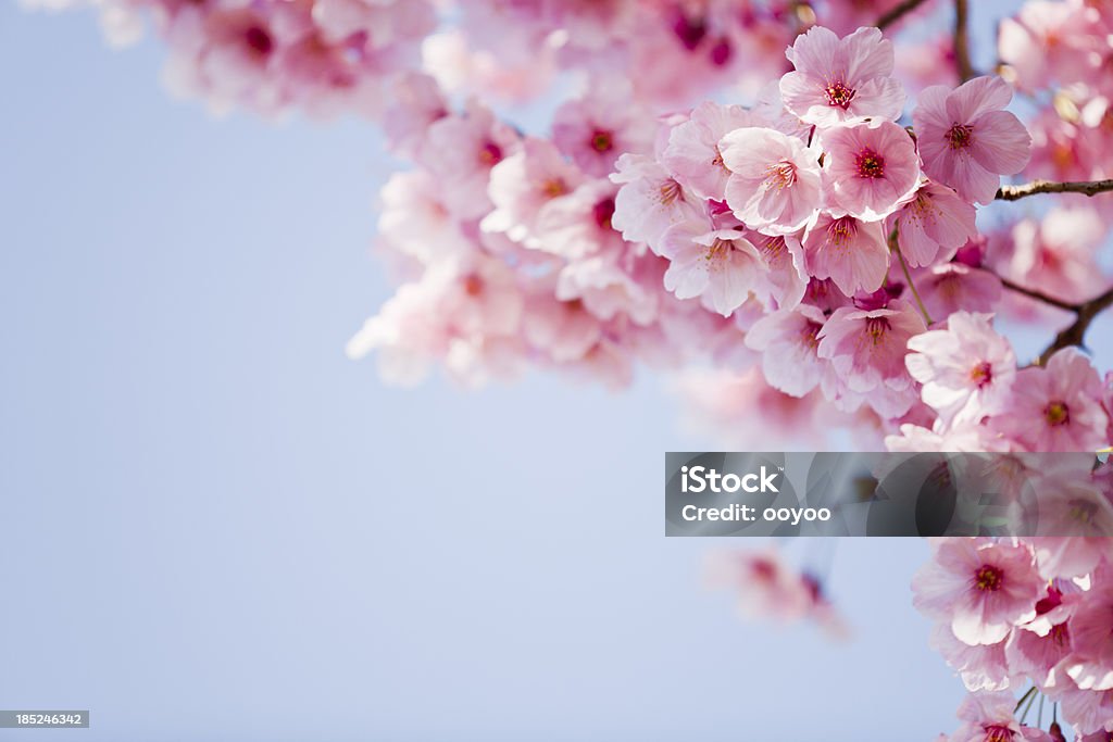 Pink Cherry Blossoms cherry blossoms against the clear sky Cherry Blossom Stock Photo