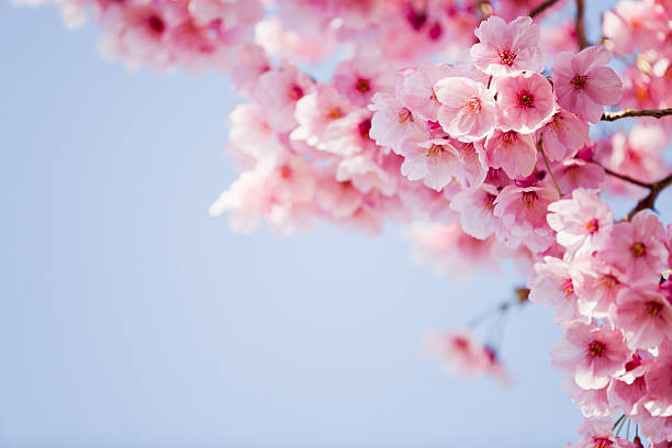 Pink Cherry Blossoms cherry blossoms against the clear sky blossoming stock pictures, royalty-free photos & images