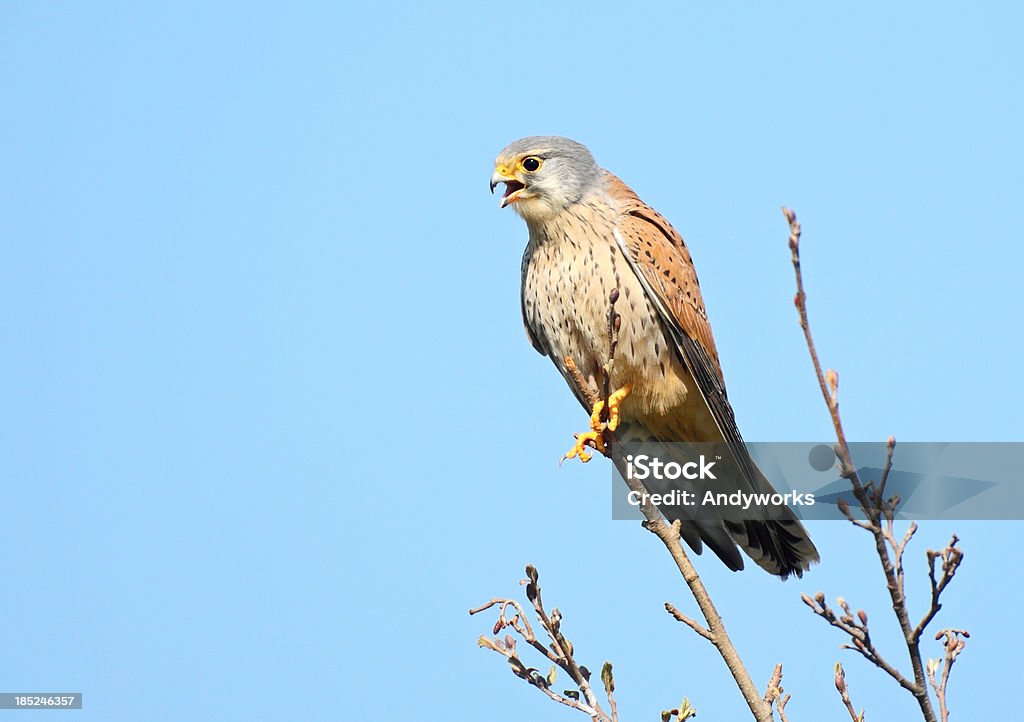 Kikikikik an gemeinsamen Turmfalke (Falco tinnunculus) - Lizenzfrei Ast - Pflanzenbestandteil Stock-Foto