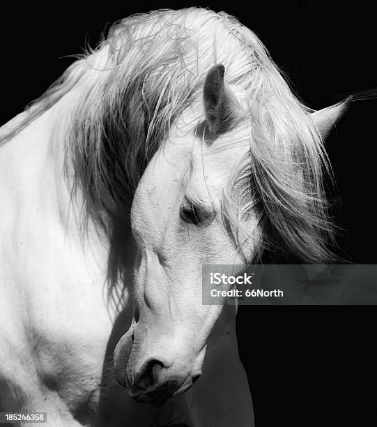 White Stallion Del Cavallo Andaluso Bianco Dressage - Fotografie stock e altre immagini di Cavallo - Equino