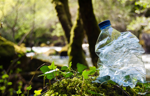 A bottle of water in a forest