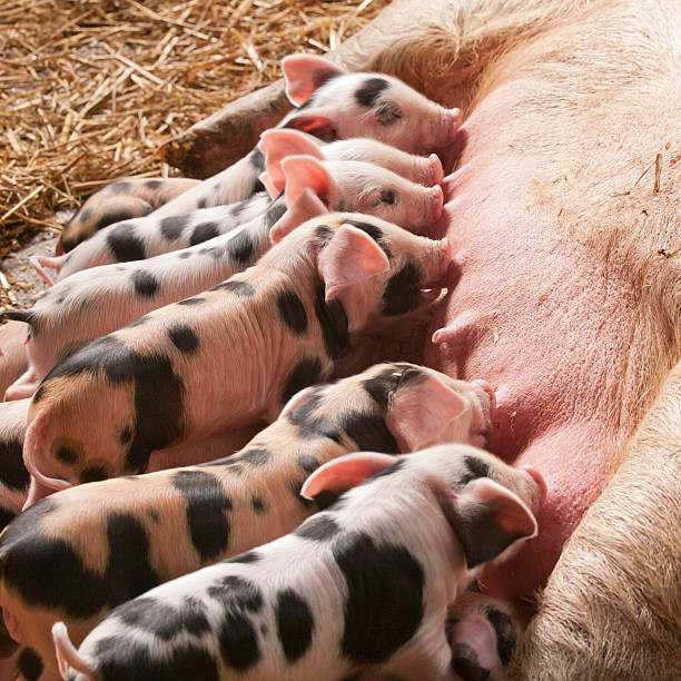 cute, healthy piglets reared on the Demeter farm, organic, sustainable and climate-neutral