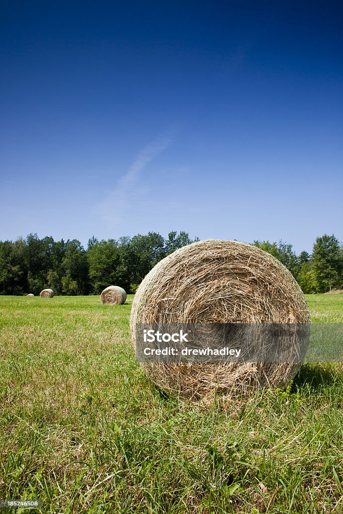 Hay voltar em campo. - Foto de stock de Agricultura royalty-free