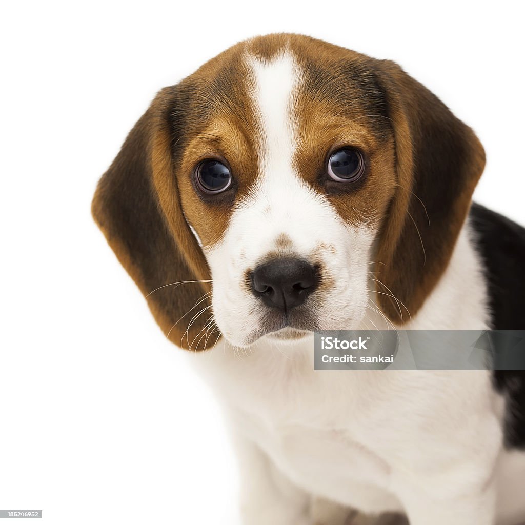 Porträt der süße beagle-Welpe, isoliert auf weißem Hintergrund - Lizenzfrei Beagle Stock-Foto