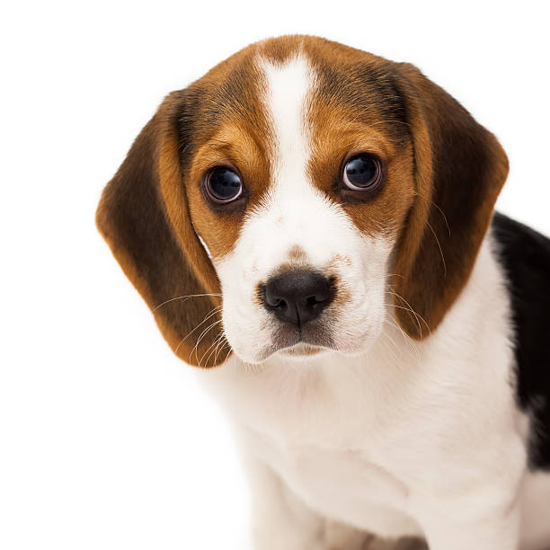 retrato de doce de beagle cachorrinho, isolado no fundo branco - obedience pets loneliness looking at camera - fotografias e filmes do acervo