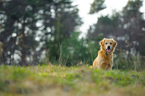 istock Golden retriever on the hill 185246963