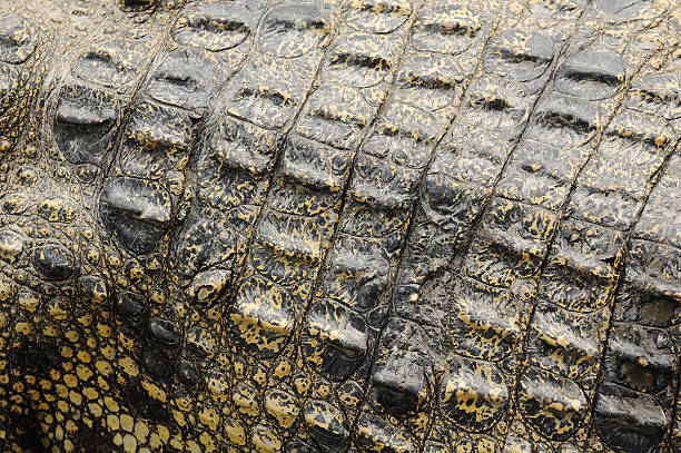 istock Crocodile skin textured close-up 185247289