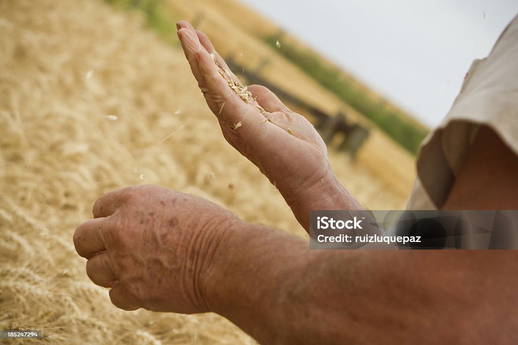 Spighe di grano e mani-un movimento - Foto stock royalty-free di Agricoltore