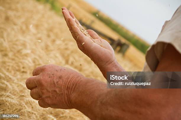 Spighe Di Grano E Maniun Movimento - Fotografie stock e altre immagini di Agricoltore - Agricoltore, Agricoltura, Ambientazione esterna