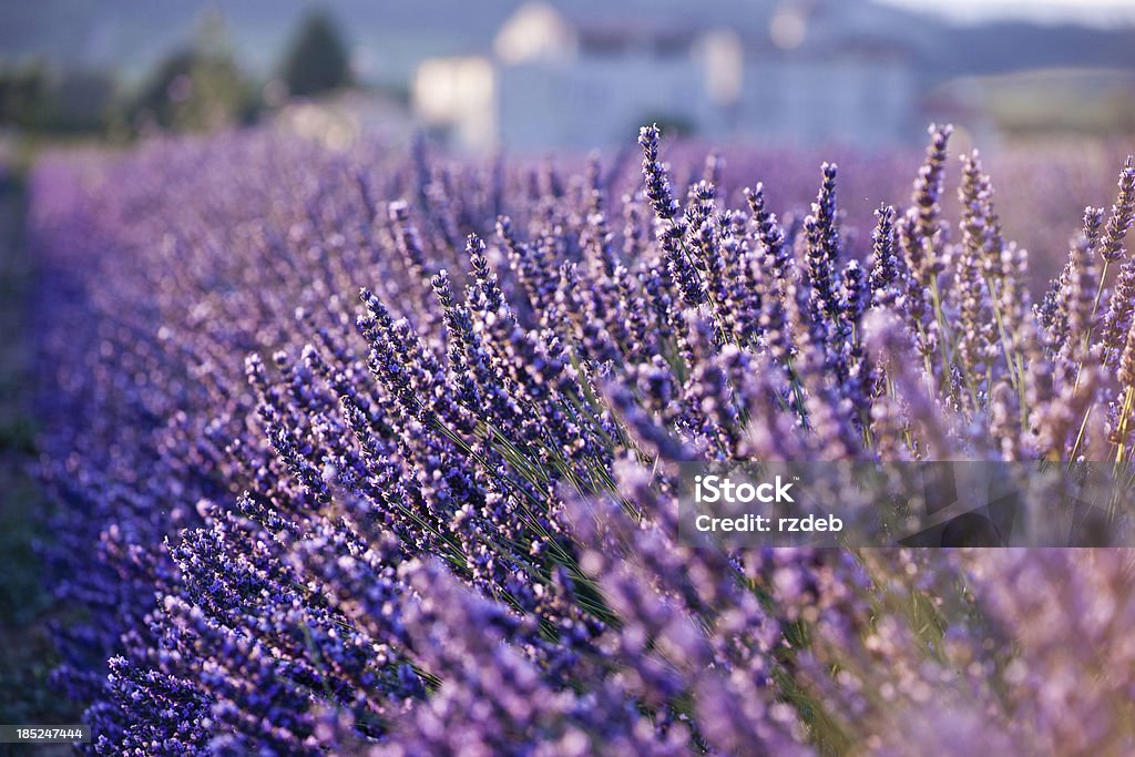 Lavender Field - Provence, France Lavender Field Agricultural Field Stock Photo
