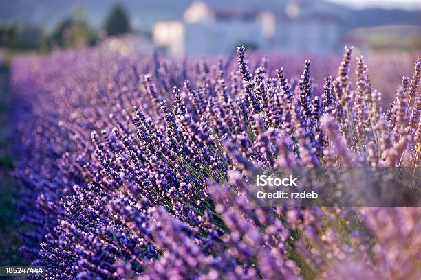 Lavender Field Provence France Stock Photo - Download Image Now - Agricultural Field, Agriculture, Beauty In Nature