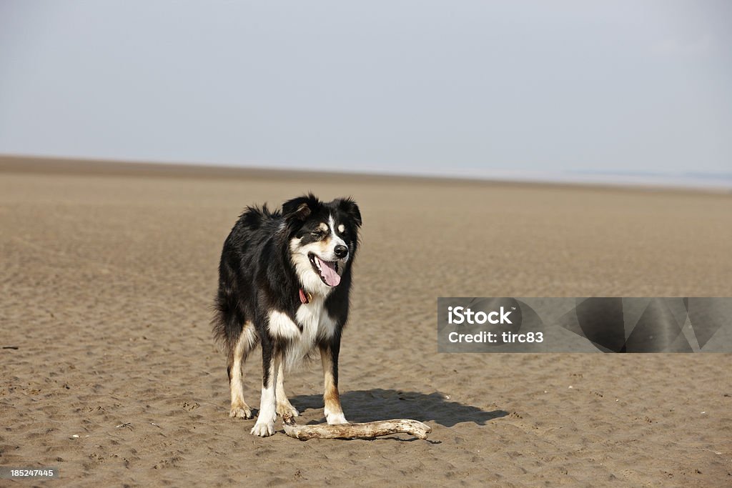 Border collie se tenir sur la plage - Photo de Animaux de compagnie libre de droits