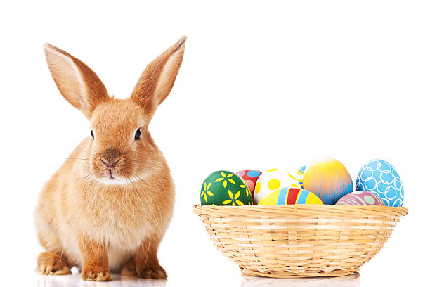 Easter bunny and eggs stock photo