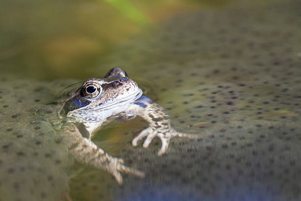 frogspawn frog with spawn frogspawn horizontal frog netherlands stock pictures, royalty-free photos & images