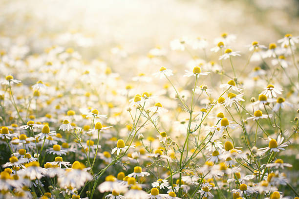 istock Marguerite [Leucanthemum vulgare] in summer 185247619