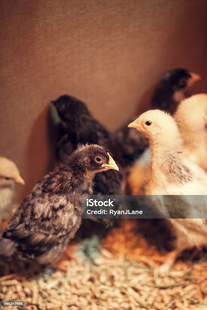 Baby Chicks essere sollevato a casa - Foto stock royalty-free di Lampada a raggi infrarossi