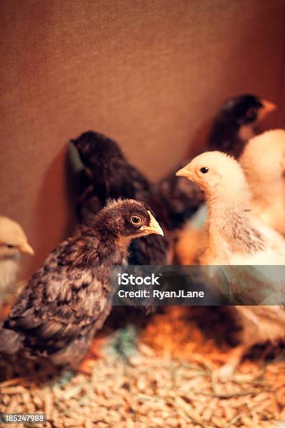 Baby Chicks Essere Sollevato A Casa - Fotografie stock e altre immagini di Lampada a raggi infrarossi - Lampada a raggi infrarossi, Schiusura delle uova, Uccellino