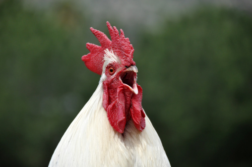 Rooster giving a wake up call.